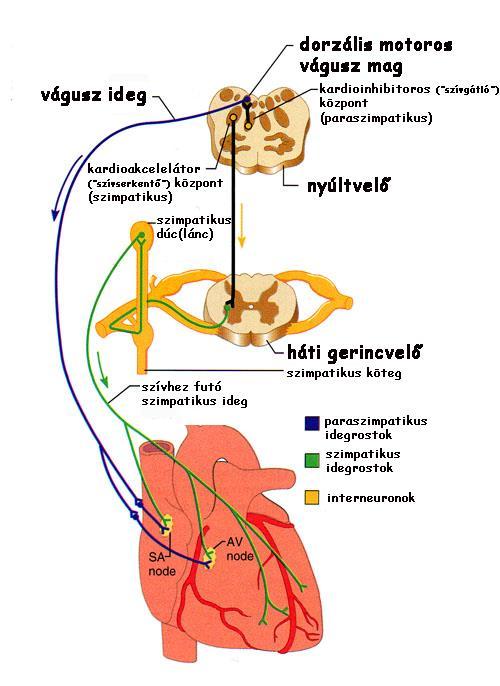 Az agytörzsi kardiovaszkuláris központok működése I.