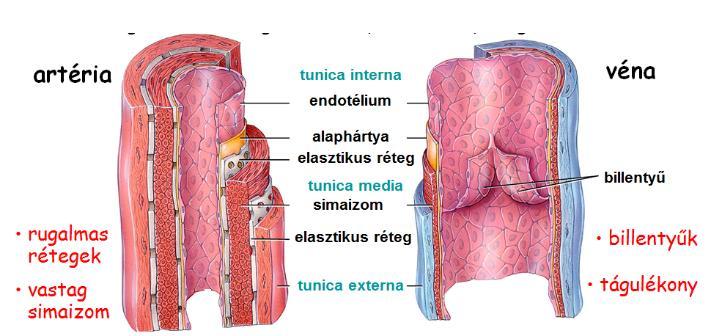 Az egyes értípusok jellemzői Az érfal felépítése: 3 réteg - belső réteg (tunica interna v.