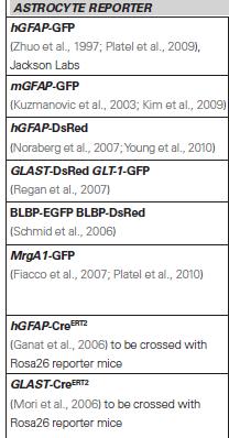 Asztrocita hgfap-mrga1:gfp mice These mice express a Gq-protein coupled receptor (called