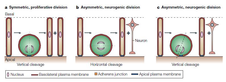 Radiális glia már jobban elkötelezett ( more fate-restricted ), mint a neuroepiteliális sejtek. Ritka! Radiális glia - az apikális (kamrai!