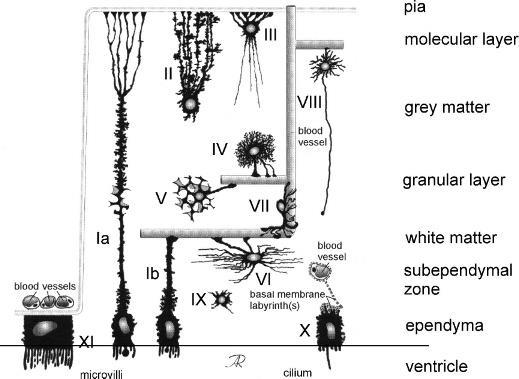 Asztroglia Ia pial tanycyte Ib vascular tanycyte II radial astrocyte (Bergmann glial cell) III marginal astrocyte IV protoplasmic astrocyte V velate astrocyte VI fibrous