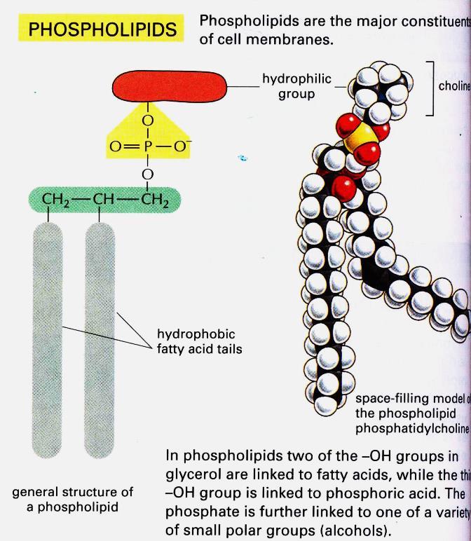 Természetes határfelületek: bio fizikai-kémia A lipid kettősréteg (bilayer) sémája: