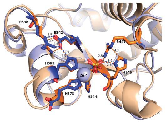 A modellvegyületek mellett, a molekuláris biológiai eszközöket felhasználva, lehetőség nyílik fehérjék