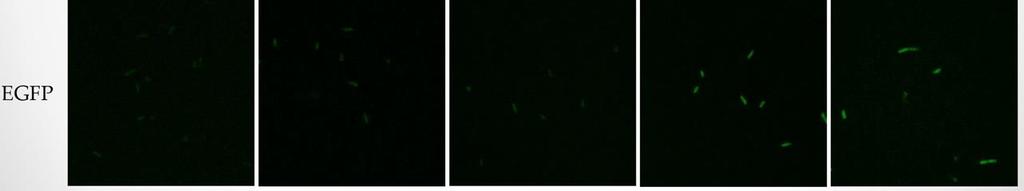 cholerae CueR SCPGDQGSDCSI (PS) SCHGDQGSDCSI (HS) módosított szekvenciák Fémion-érzékelő baktérium fejlesztése