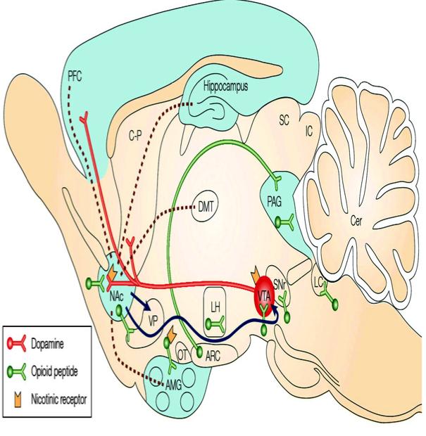 Brain reward system Reward: NAc dopamine release