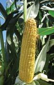 egészséges bendő flórát biztosító siló kukorica Kiváló emészthetőség Egészséges növény- és