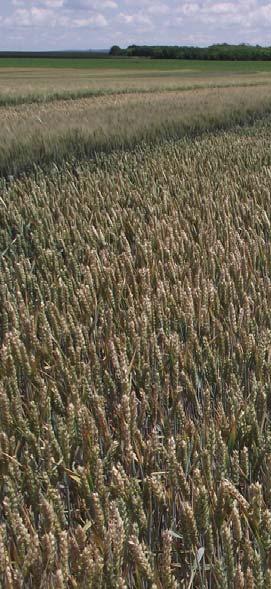 Fusarium fertőzéssel szembeni tűrőképessége VETÉSI JAVASLAT MINŐSÉGI MUTATÓK Nedves sikértartalom 27-35% Esésszám 371-386/sec Sütőipari érték B1-B2 ELLENÁLLÓ KÉPESSÉG Hidegtűrés Jó tűrőképesség