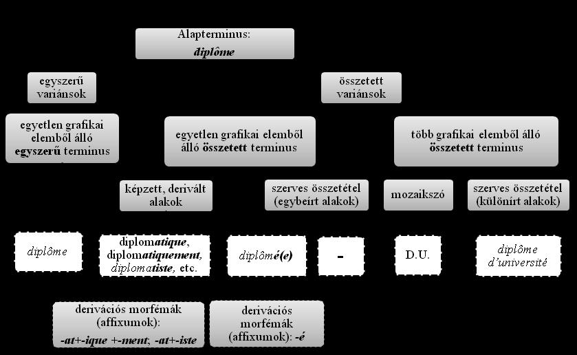 Sebestyén József 1. ábra: A francia oklevél (diploma) terminus morfoszintaktikai variánsainak gráfja terminustípusonként A 2.