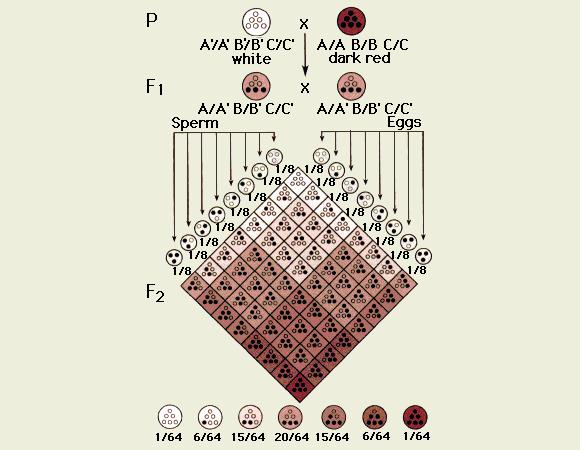 Búzamag szí: 3 lókusz redre domás - receszív allél árokkal: geotíus - feotíus megfeleltetés: /64 have all 6 red alleles dark red 6/64 have 5 red + hte