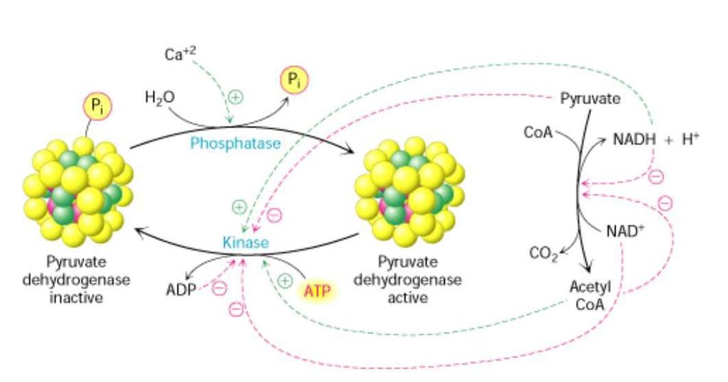 A citrát kör szabályozása 35 A piruvát dehidrogenáz komplex szabályozása foszforiláció révén A foszforiláció /