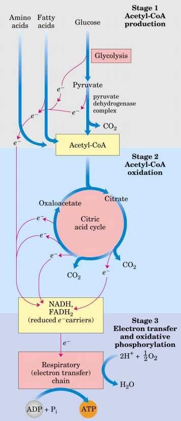 A tápanyagok lebontásának folyamatai 37 Amit tudni illik A citromsav ciklus témakörből Kémiai képletek: piroszőlősav (piruvát) oxálecetsav, citromsav, acetil csoport, α-keto-glutársav,