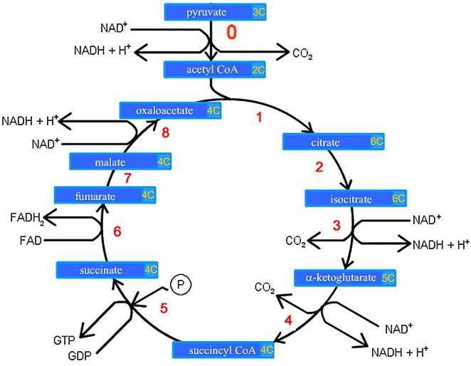 Áttekintés 1 + 8 lépés 0: piruvát AcCoA commited step ( elkövetett lépés ) 3 A citromsav ciklus szerepe és jellemzői A
