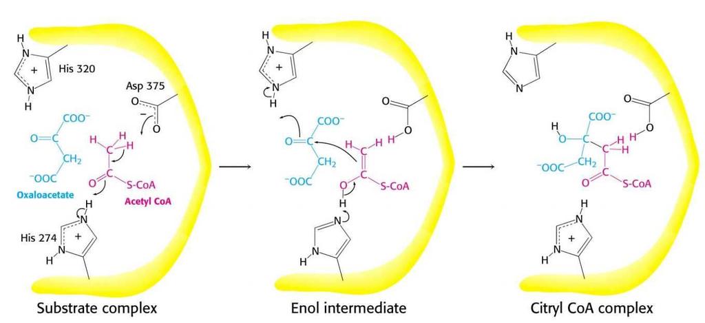 1. lépés: az acetil csoport belépése a ciklusba enzim: citrát-szintáz