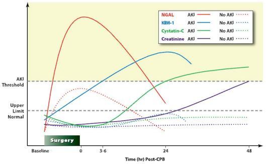 BIOMARKEREK KINETIKÁJA CYSTATIN C 13-kDa cisztein proteáz gátló a maggal rendelkező sejtek összessége szintetizálja, és folyamatosan áramlik a vérbe a glomeruláris funkció jobb