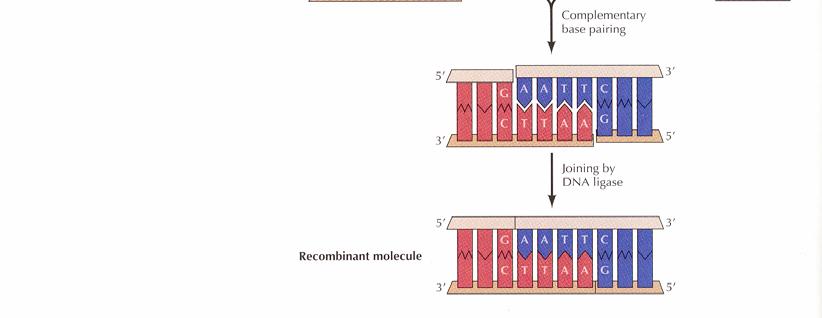 ragadós végeket képez, ami megkönnyíti két DNS in vitro összekapcsolását rekombináns DNS-sé.