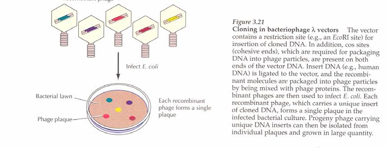 A fág vektorok A λ-fágot is gyakran használják klónozó vektorként.