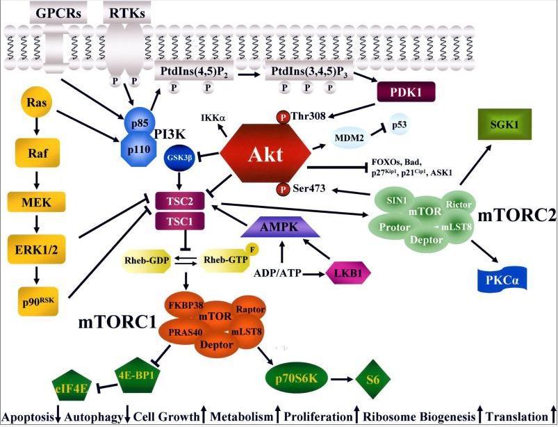 A PIK3/Akt/mTOR szignál