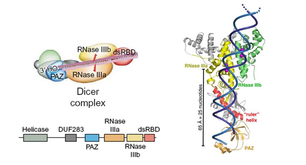 ábra: Dicer enzimkomplex szerkezete (Lingel and Sattler, 2005; Macrae et al., 2006). Az RNS indukálta géncsendesítési komplex kulcsmolekulája az ARGONAUTA fehérje család egyik tagja.