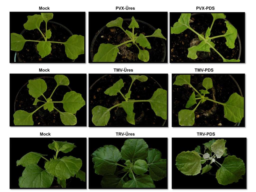 10. ábra: PVX, TMV és TRV (Üres, PDS) VIGS vektorral fertőzött Nicotiana benthamiana növények képe, a fertőzést követő 7. (PVX és TMV-VIGS vektor) és 10. napon (TRV-VIGS vektor).