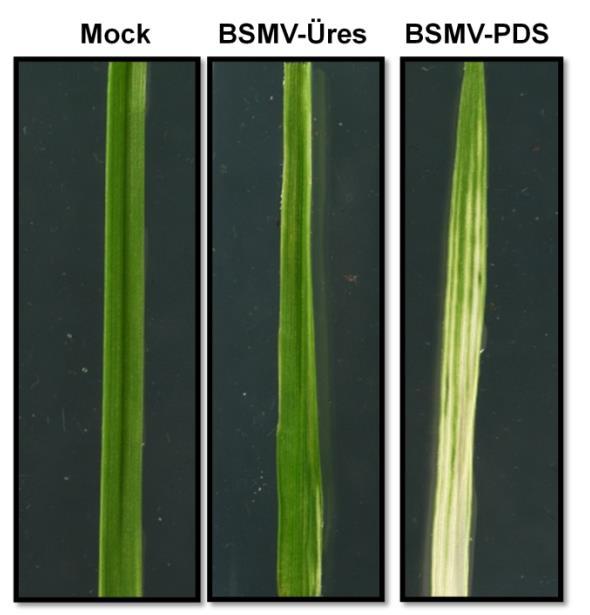 14. ábra: BSMV (Üres, PDS) VIGS vektorral fertőzött Triticum aestivum növény képe a fertőzést követő 20. napon.