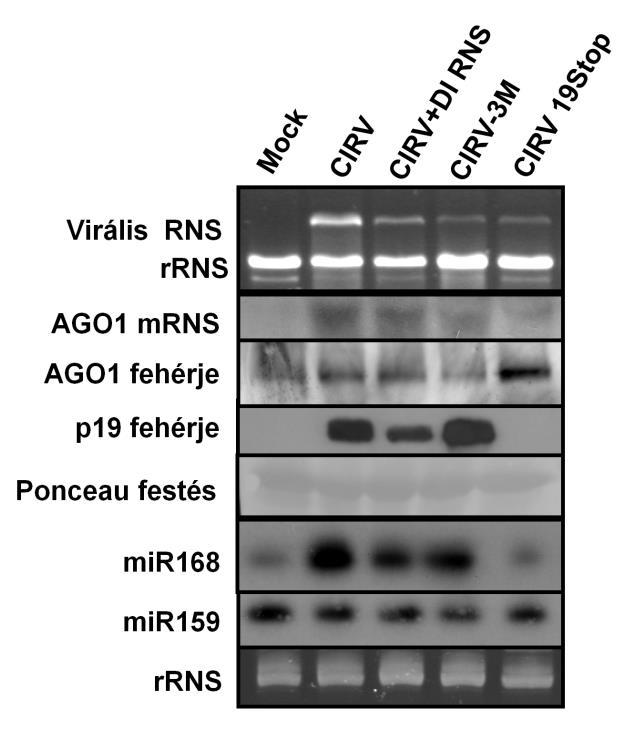 20. ábra: A mir168 és az AGO1 fehérje expressziója mock inokulált, CIRV, CIRV és DI RNS, CIRV-3M és CIRV19Stop-al fertőzött Nicotiana benthamiana növényekben.