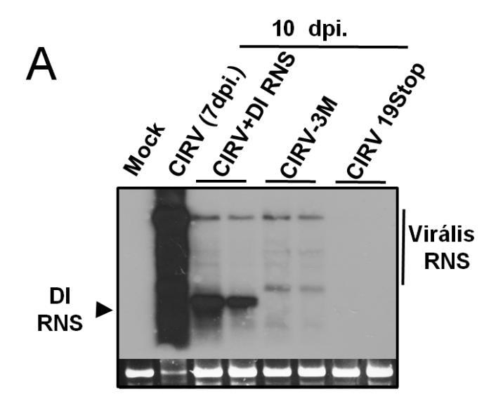 21. ábra: CIRV, CIRV és DI RNS, CIRV-3M és CIRV19Stop-al fertőzött Nicotiana benthamiana növények vizsgálata. (a).