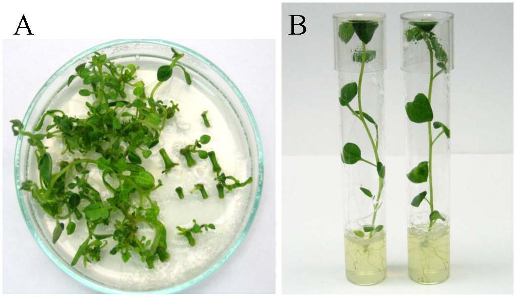 4.3 ábra. A Mindenes fajta regenerációja a GV3170 agrobaktérium törzzsel történt fertőzést követően.