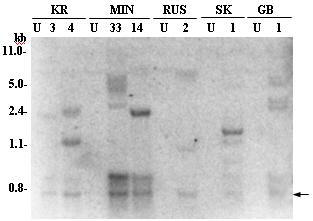 hibridizált. A T-DNS határszekvenciáin belüli két NdeI hasítóhely között egy 660 bp méretű fragment vágódik ki (4.1 ábra), amelyet mind a hét vonal esetében detektáltunk (4.6 ábra).