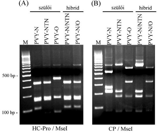 4.11 ábra. A szülői és hibrid vírusok azonosítása a HC-Pro és a CP+3 NTR régió restrikciós mintázata alapján 1,8 %-os agaróz gélen.