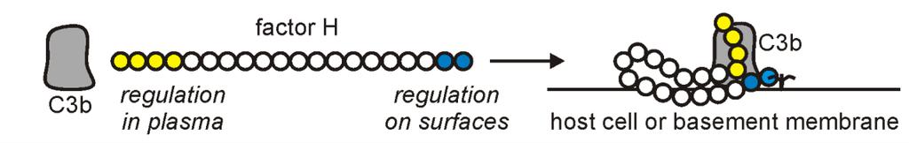 A H-faktor mint komplementregulátor Alternatív út Amplification loop H-faktor Lektin út Klasszikus út C1q IgG/M C3 C3b Opszonizáció, fagocitózis Terminális út C5 C5a