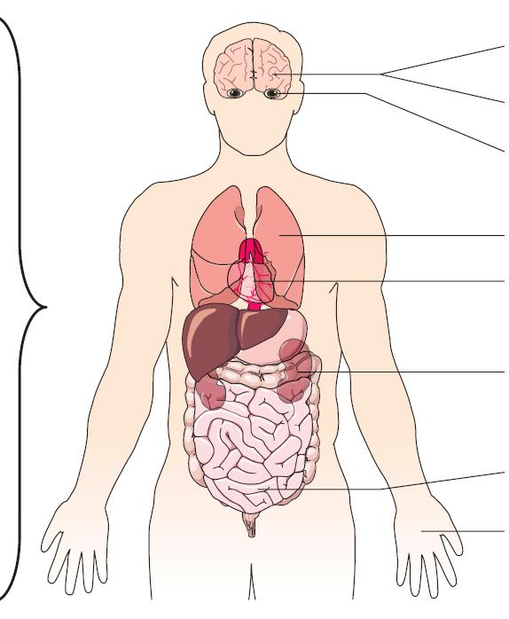 A komplementrendszer szerepe betegségekben Fertőzések, szepszis, anafilaxiás sokk Iszkémia reperfúzió Paroxizmális nokturnális hemoglobinuria Pszoriázis Miaszténia grávisz Szisztémás lupusz