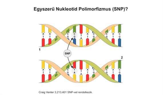 Mutáció detektáló módszerek Molekuláris genetikai vizsgáló módszerek 2014.03.19.