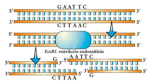 Olyan módszer, amellyel meghatározzák azt a helyet, ahol a restrikciós Az enzimeknek az a típusa, amely idegen DNS molekulákat tud elhasítani meghatározott szekvenciák foszfodiészter kötéseinél