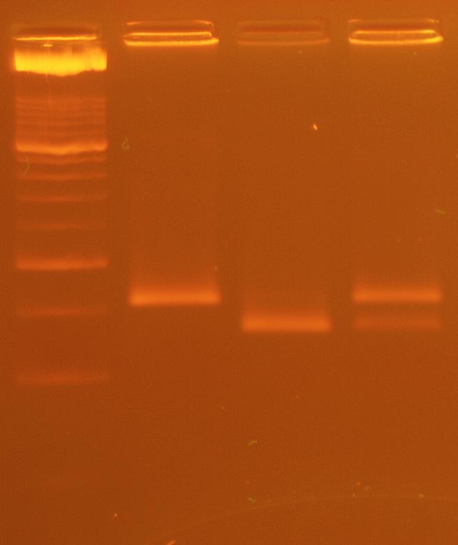 Lépései: 1. DNS izolálás 2. PCR reakció összeállítása 3. Agaróz gélelektroforézis (PCR termék ellenőrzése) 4. Emésztés BSi II endonukleázzal 5.