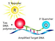 hozzátapad az egyszálúsított DNS-hez. A Taq polimeráz 5-3 exonukleáz aktivitásával a próbát hidrolizálja.