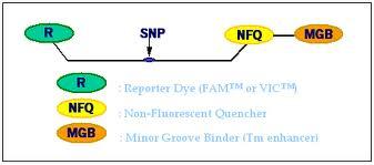 Általában a Q-PCR vizsgálatokhoz használják, de genotipizálásra is alkalmas.