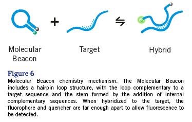 com/life-science/custom-oligos/dna-probes/product-lines/dual-labeled-probes.html LightCycler reakció lépései 1.