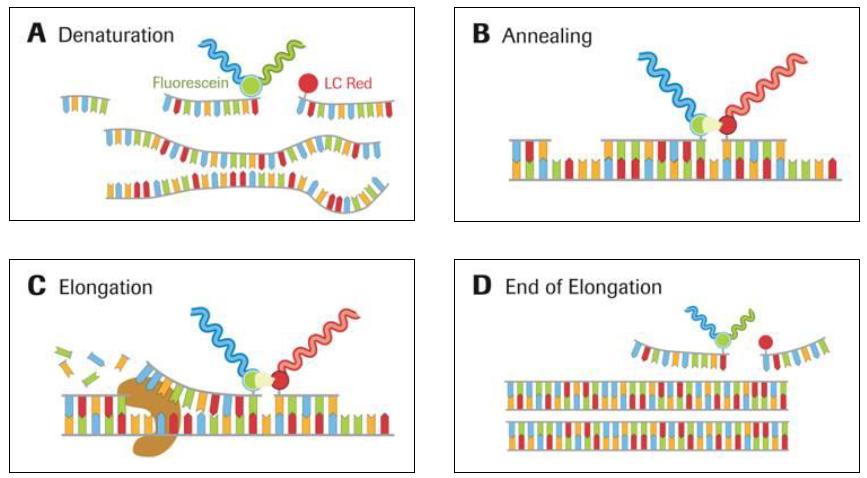 Minél magasabb a hibridizáció, annál magasabb az olvadási hőmérséklet. Az SNP-k/mutációk gyengítik SimpleProbe kötődés stabilitását. http://www.roche-applied-science.com http://www.