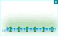 PCR 25-40 ciklus, a vizsgált szakasz amplifikálása. 3.