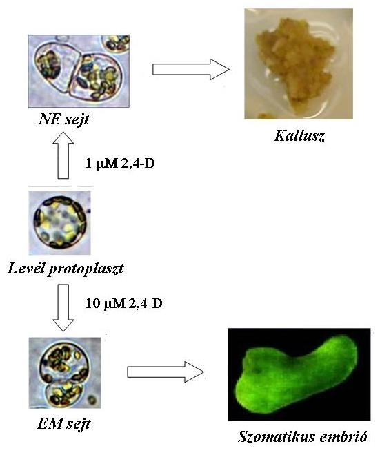 7-1. Ábra. Lucerna levélprotoplaszt eredetű sejtek alacsony (1 μm) és magas (10 μm) 2,4-D koncentráció melletti fejlődésének sematikus ábrázolása.