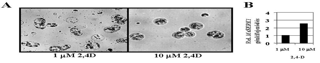 7.1.2. A 10μM 2,4-D hatására nagyobb mértékben kifejeződött géntermékek azonosítása cdns kivonáson alapuló módszerrel 1 μm és 10 μm 2,4-D-vel kezelt lucerna (Medicago sativa ssp.