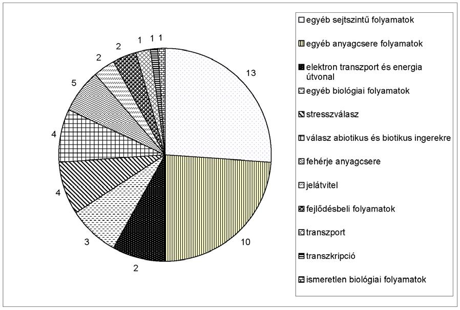 7-26. Ábra. Az azonosított Arabidopsis cdns szekvenciák által kódolt fehérjék funkcionális kategóriákba történő osztályzása.