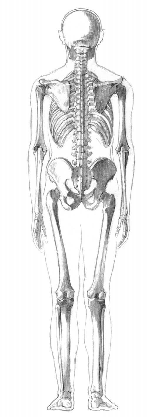 Csontjaink állandóan átépülnek, szerkezetük és alakjuk az igénybevétel szerint változik.