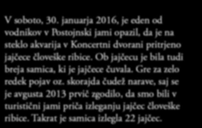 dvorani pritrjeno jajčece človeške ribice. Ob jajčecu je bila tudi breja samica, ki je jajčece čuvala.