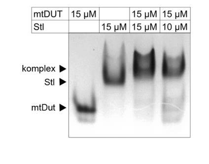 EREDMÉNYEK ÉS MEGVITATÁSUK 19. Ábra. Az Stl és a M. tuberculosis dutpáz (mtdut) komplexálódása natív gélen. Az alkalmazott fehérjék kocentrációját monomerekben adtuk meg.