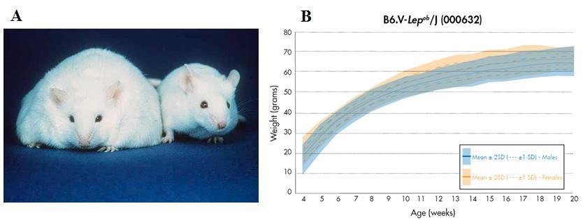 133. ábra A: Leptin deficiencia miatt elhízott (balra), és egy normál egér (jobbra) összehasonlítása B: Leptin deficiens egerek tömegének növekedése az életkor függvényében: hormon hiányában ezek az