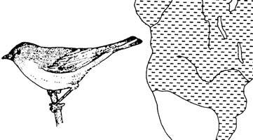 IV. Селидба вртних грмуша (Sylvia borin) 6 бодова Вртна грмуша се гнезди у Европи, а зиму проводи у Африци. На приложеном цртежу означено подручје приказује њено подручје простирања.