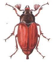 Színük gyakran szinte beleolvad a környezetükbe. A rovarok teste három részre tagolódik: fejre, torra és potrohra. A fejen található hosszú csápok a rovarok szagló- és tapintószervei.