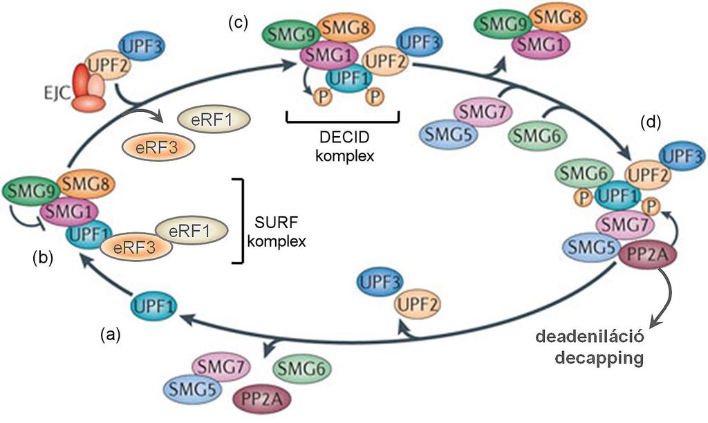 6. ábra. Az UPF1 foszforilációs-defoszforilációs ciklusa. (a) Az UPF1 az NMD kulcsfaktora.