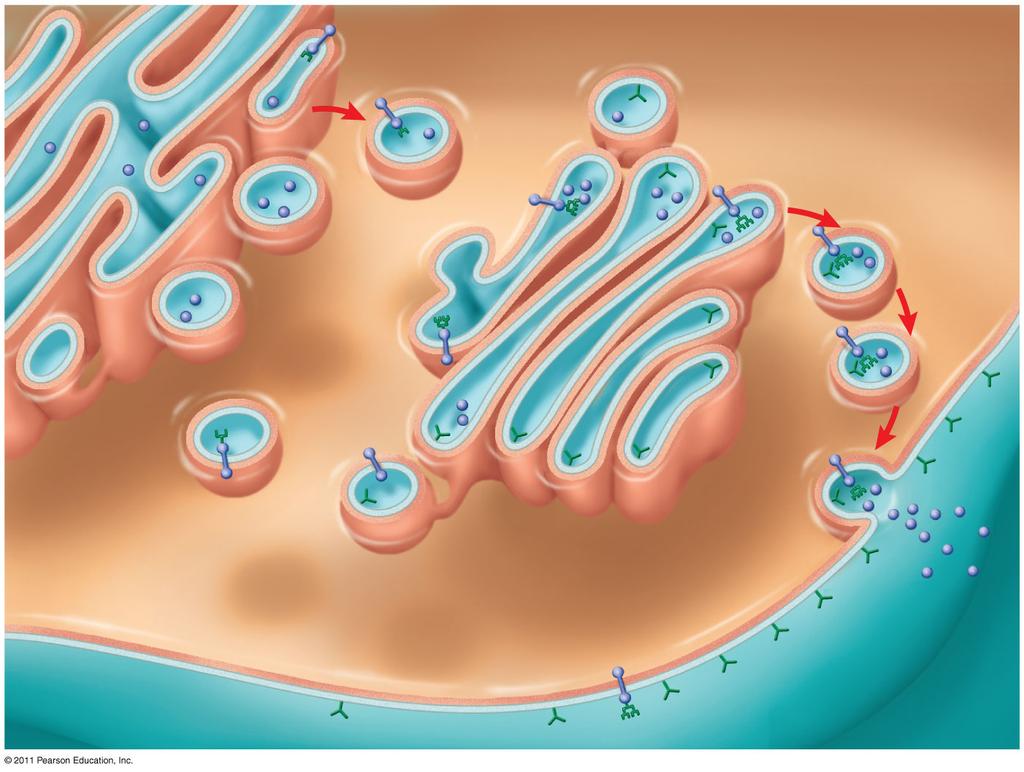 Membrán- és szekréciós fehérjék útja Transzmembrán glikoprotein Szekréciós protein Golgi apparátus ER ER lumene Vezikula